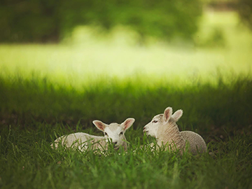 Raspisan Javni poziv za podsticaje za očuvanje životinjskih genetičkih resursa